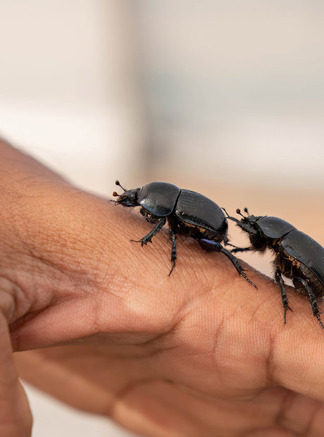 Two beetles walk up a persons index finger onto their hand