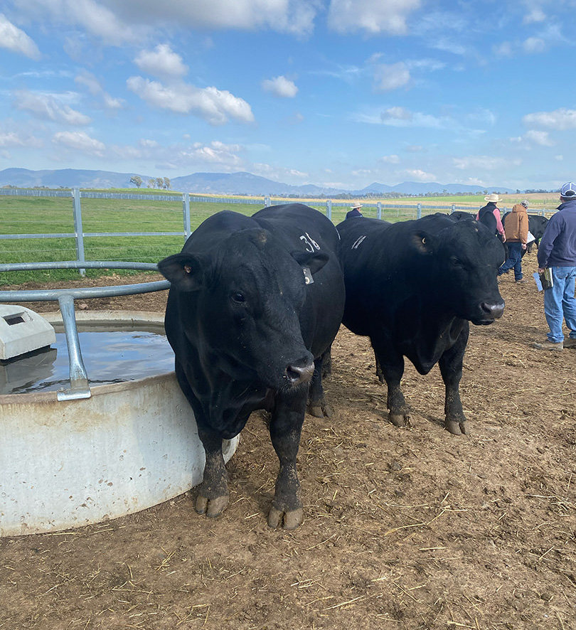 A bull stands next to a water trough in a dirt pen. Behind are more bulls and people