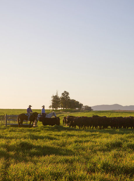 Two men on horses are rounding up a herd of cattle at sunset.