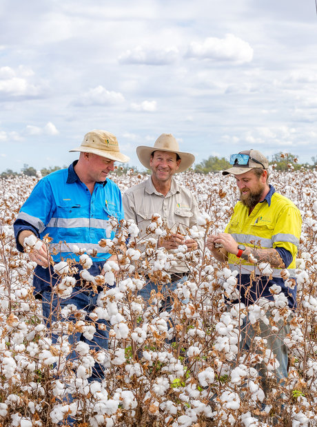 Three men stand in a cotton field. They are looking a the cotton and smiling.