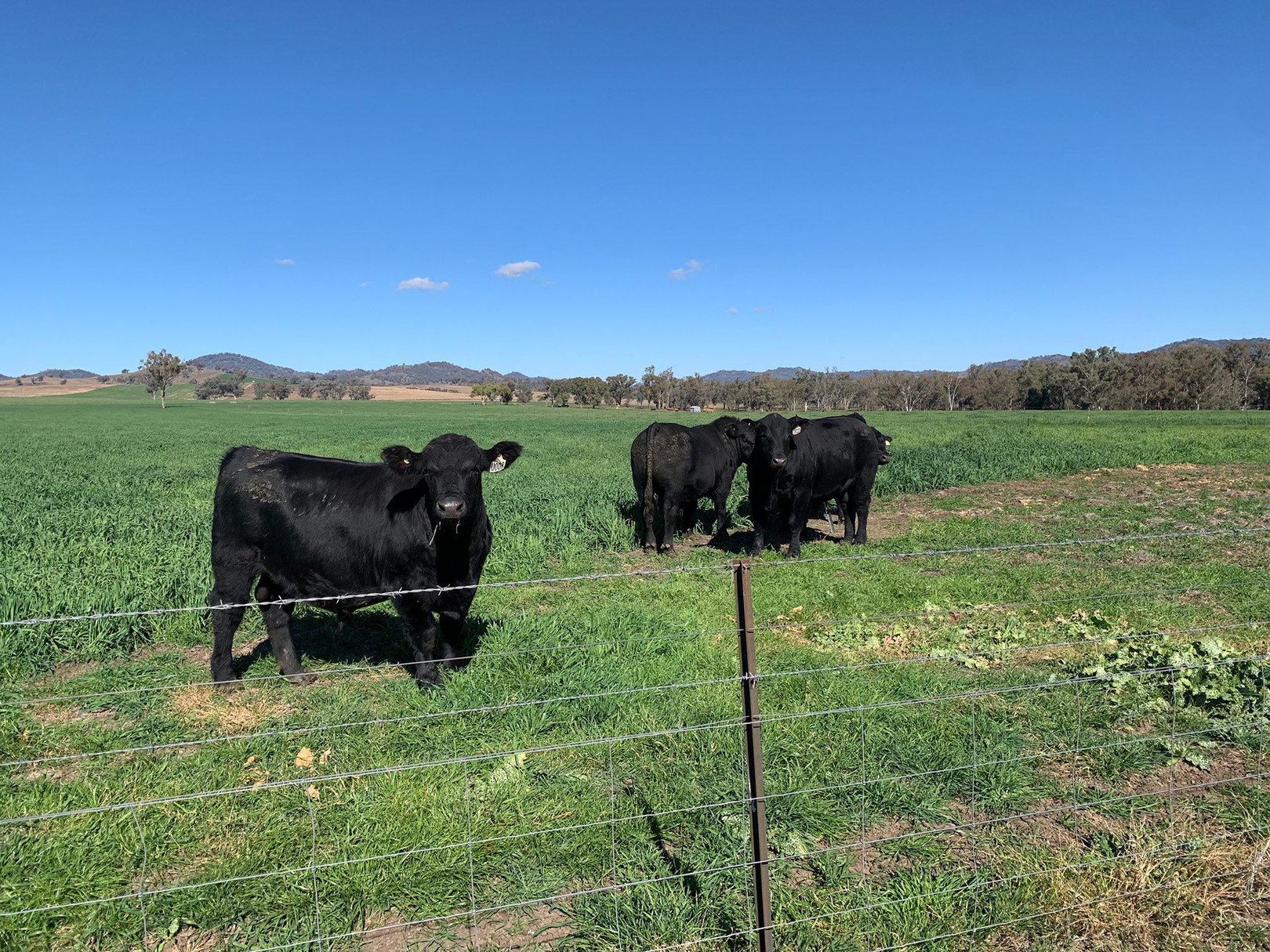 3R Beef cattle enjoying the green grass.