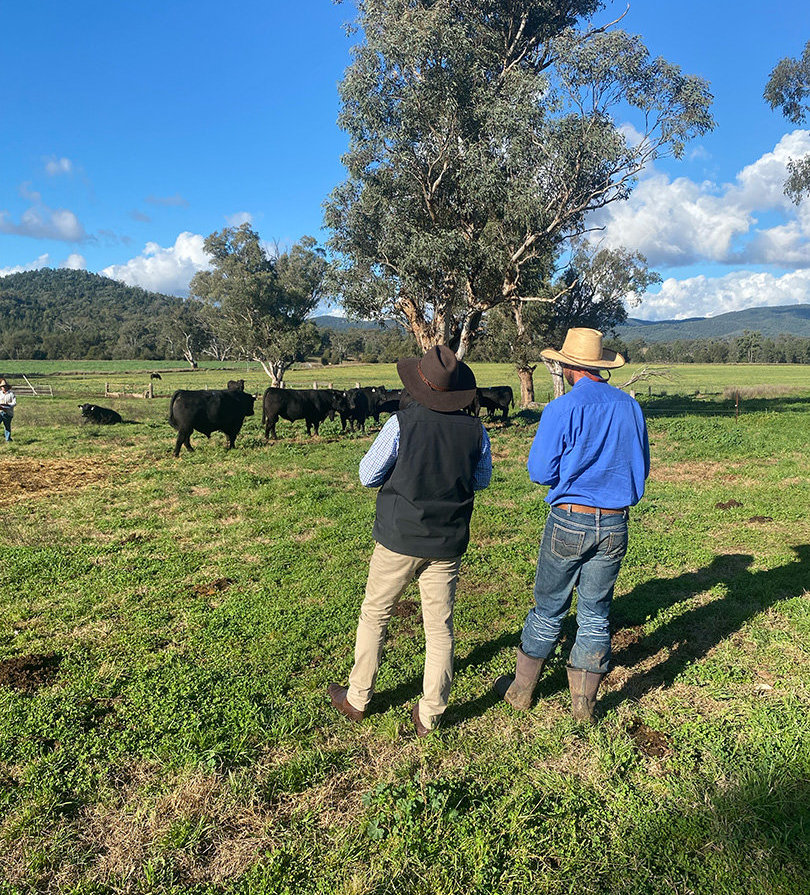 Two men stand in a paddock looking at a small herd of cattle.