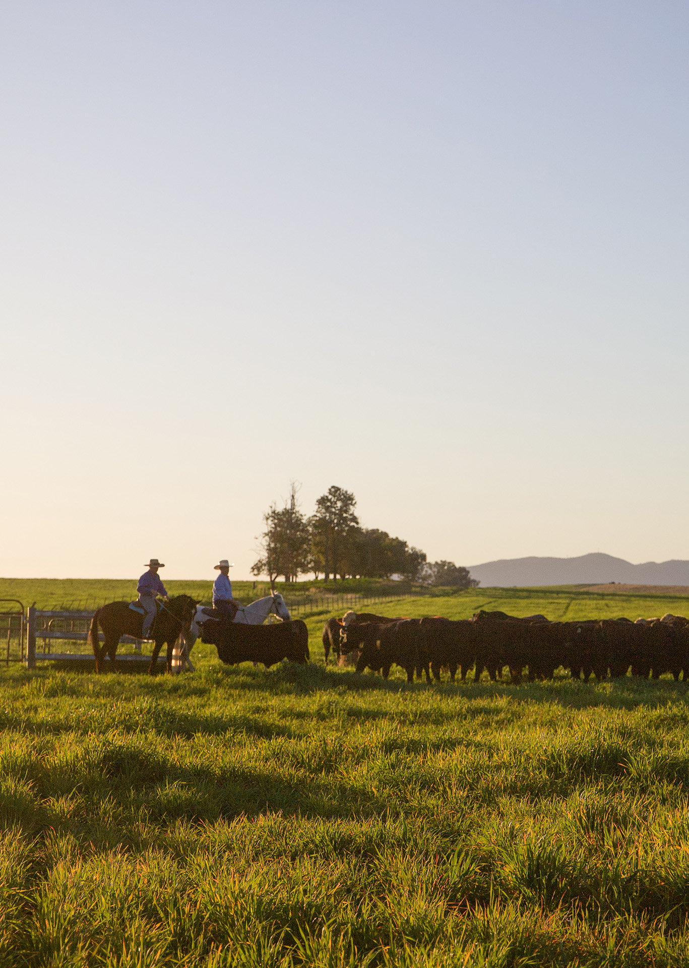 Two men rounding up a herd of cattle at sunset