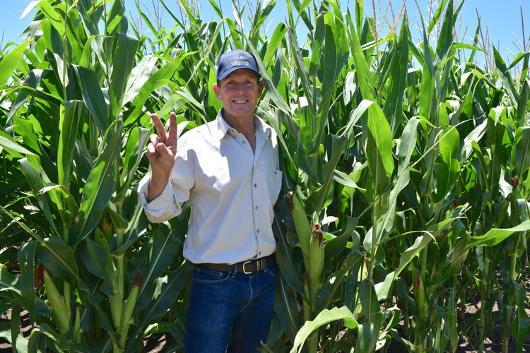 A man stands in a field of maize. He s holding up a peace sign with his fingers, representing a 'V' for Vernon.